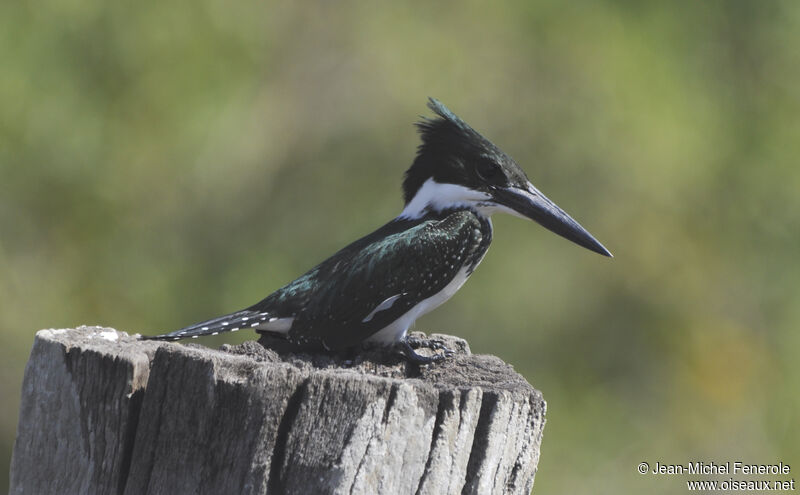 Amazon Kingfisher