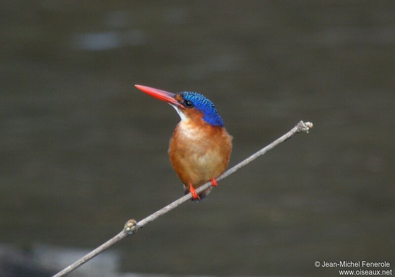 Malachite Kingfisher (thomensis)