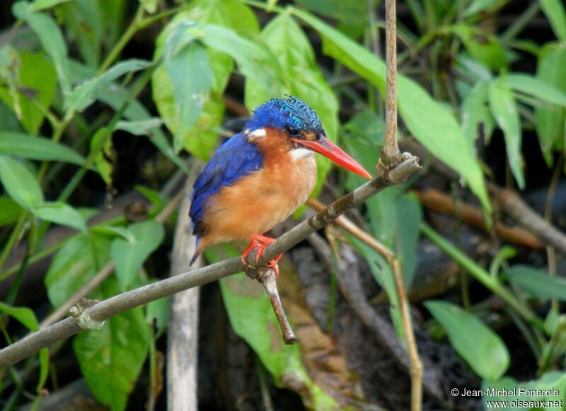 Malachite Kingfisher (thomensis)