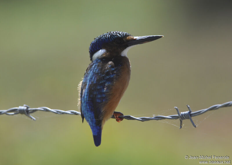 Malachite Kingfisher