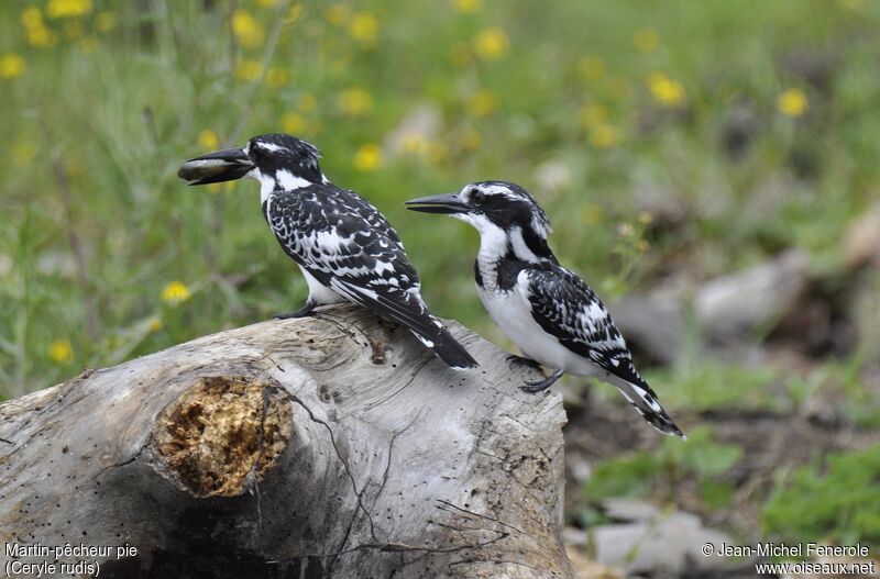 Pied Kingfisher