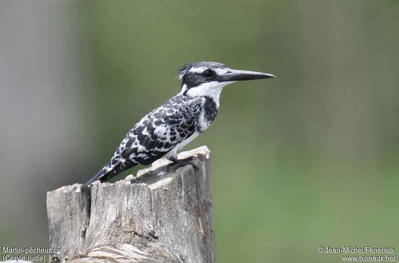 Pied Kingfisher