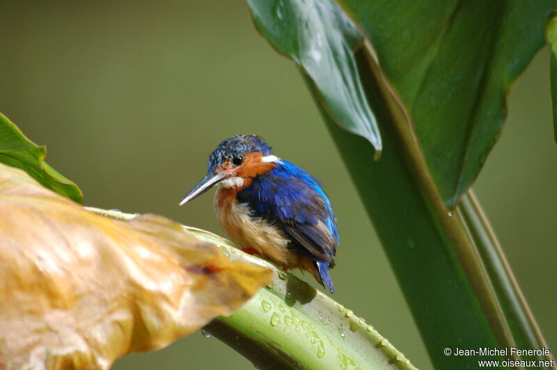 Malagasy Kingfisheradult