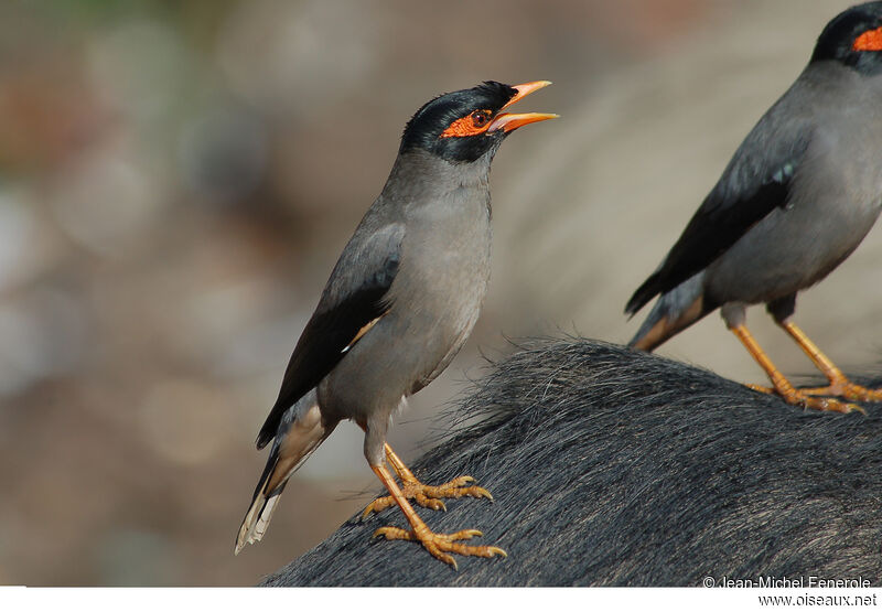 Bank Myna