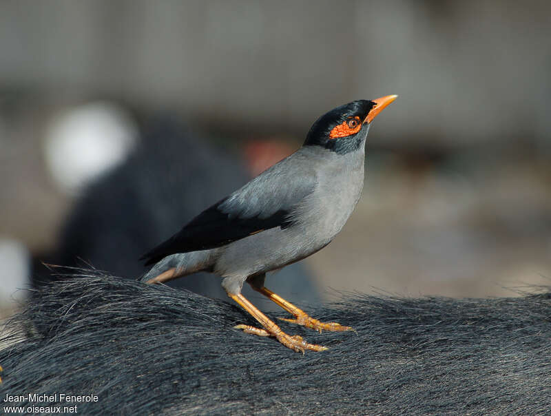 Bank Myna