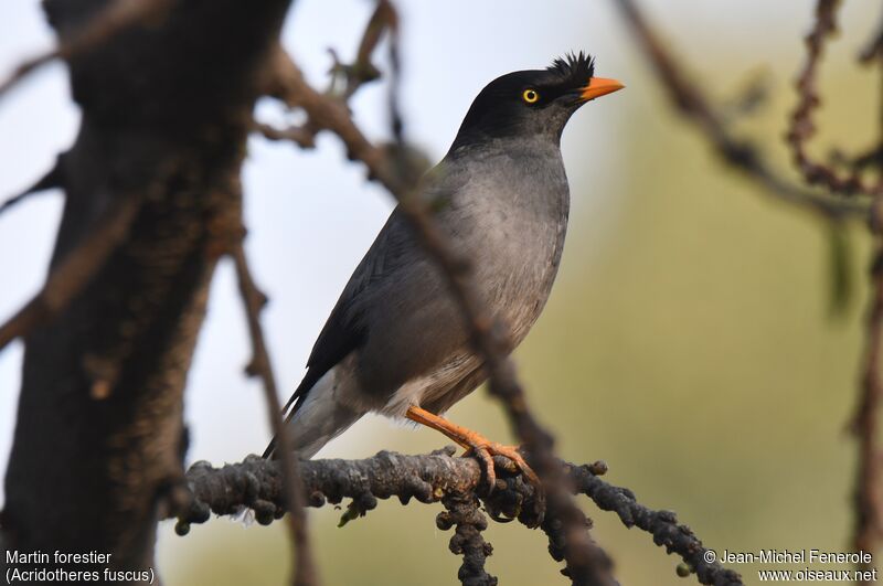 Jungle Myna