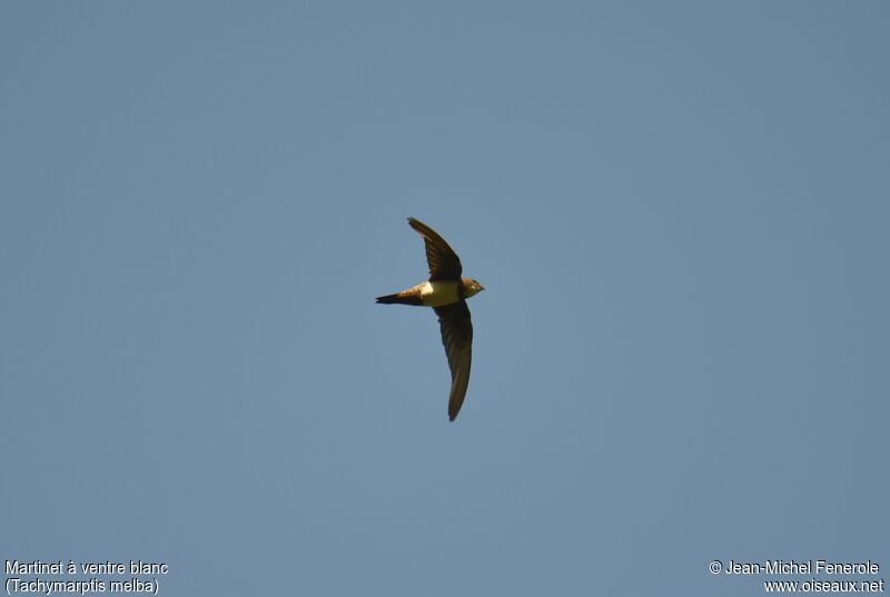 Alpine Swift