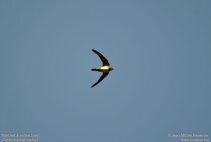 Alpine Swift