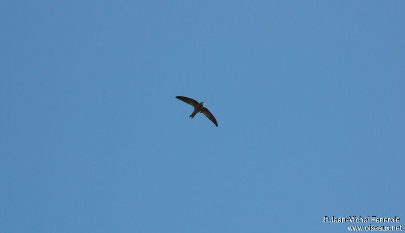 Bradfield's Swift, Flight