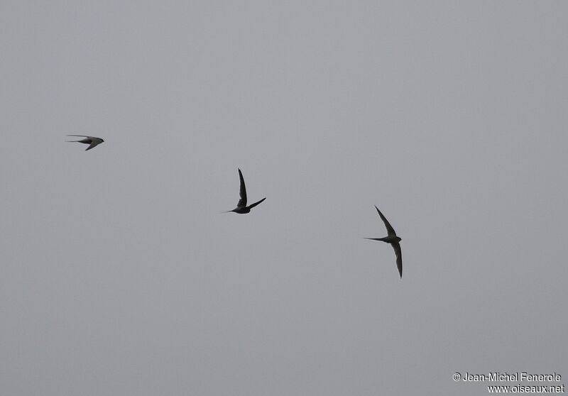 African Palm Swift