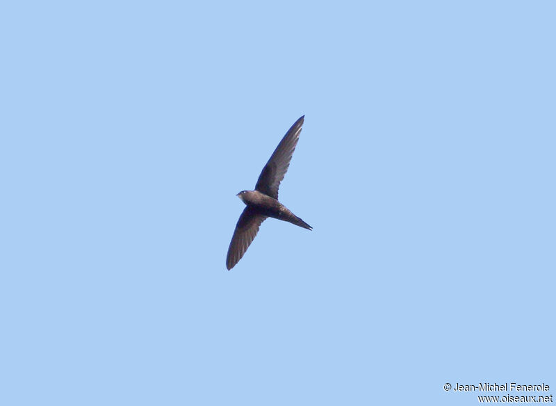 Common Swift