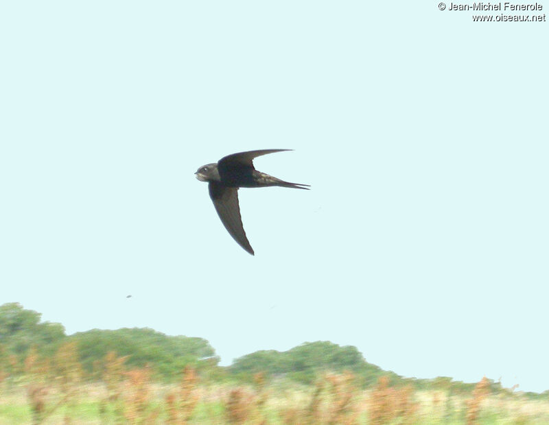 Common Swift