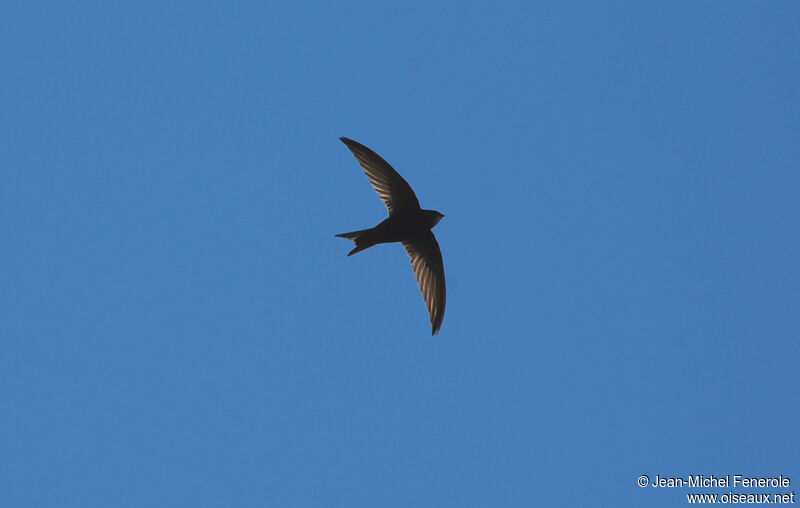 Common Swift