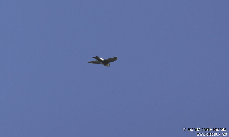 Antillean Palm Swift