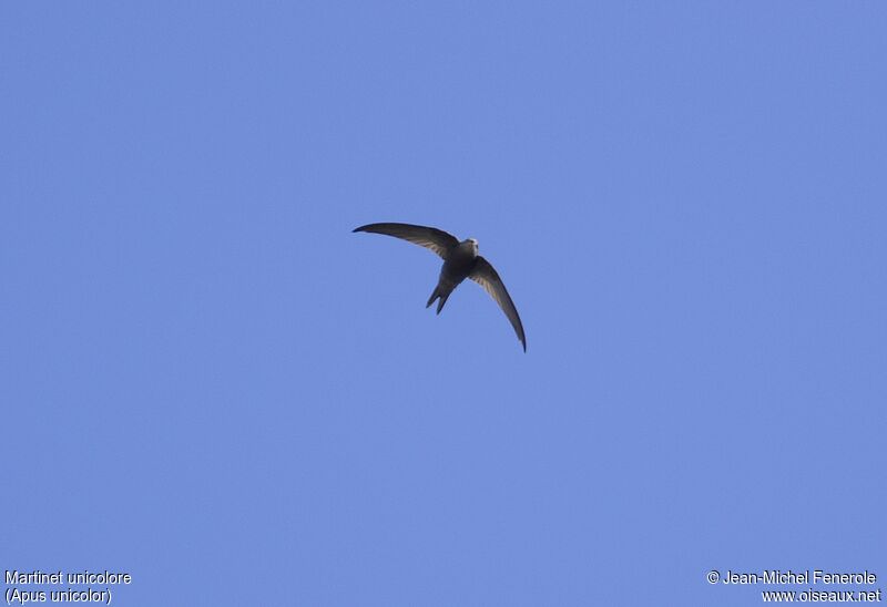 Plain Swift