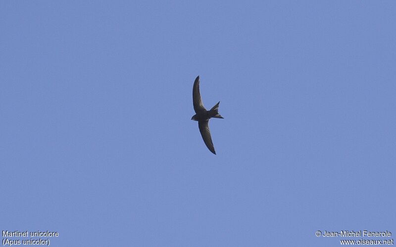 Plain Swift