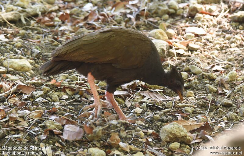 Orange-footed Scrubfowl