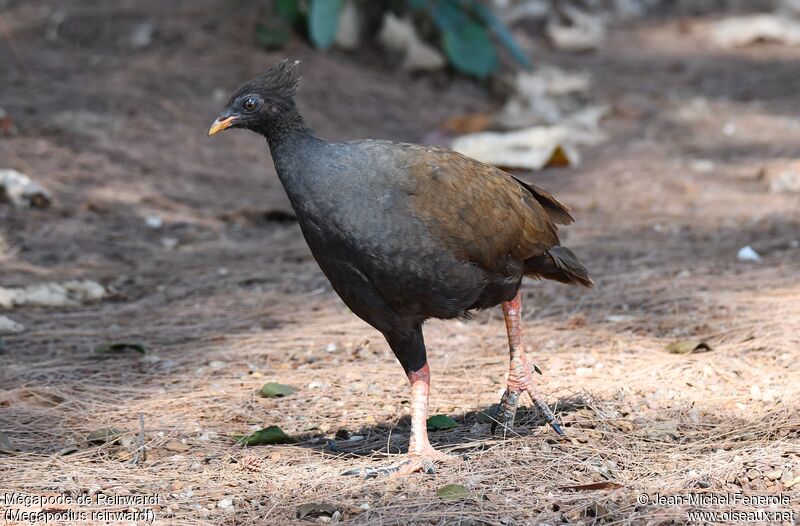 Orange-footed Scrubfowl