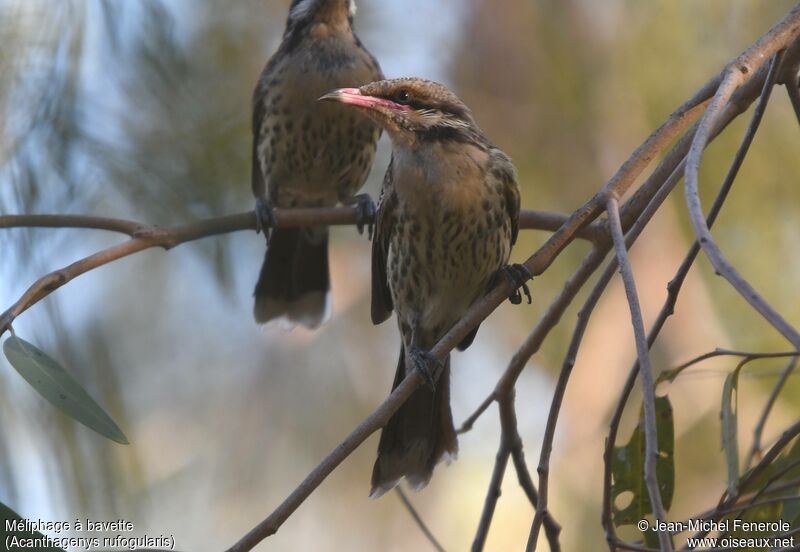 Spiny-cheeked Honeyeater