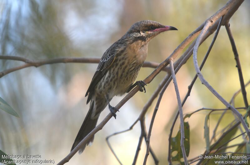 Spiny-cheeked Honeyeater