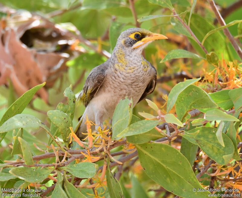 Yellow-throated Miner