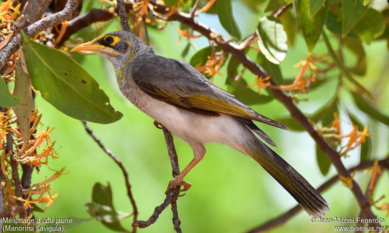 Yellow-throated Miner