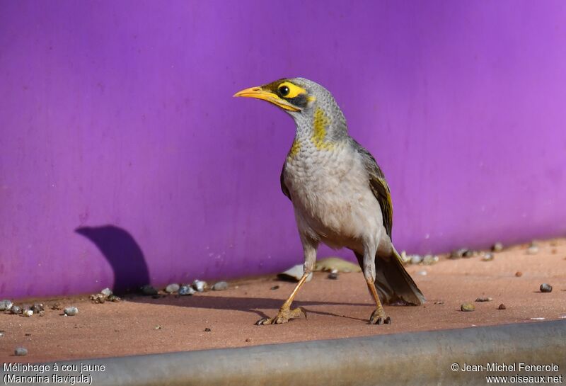 Yellow-throated Miner