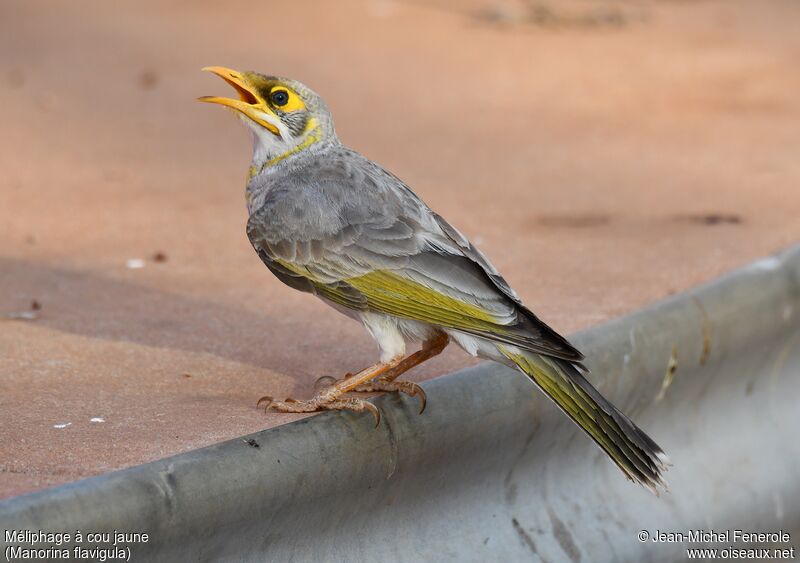 Yellow-throated Miner