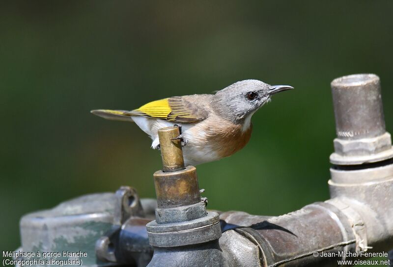 Rufous-banded Honeyeater