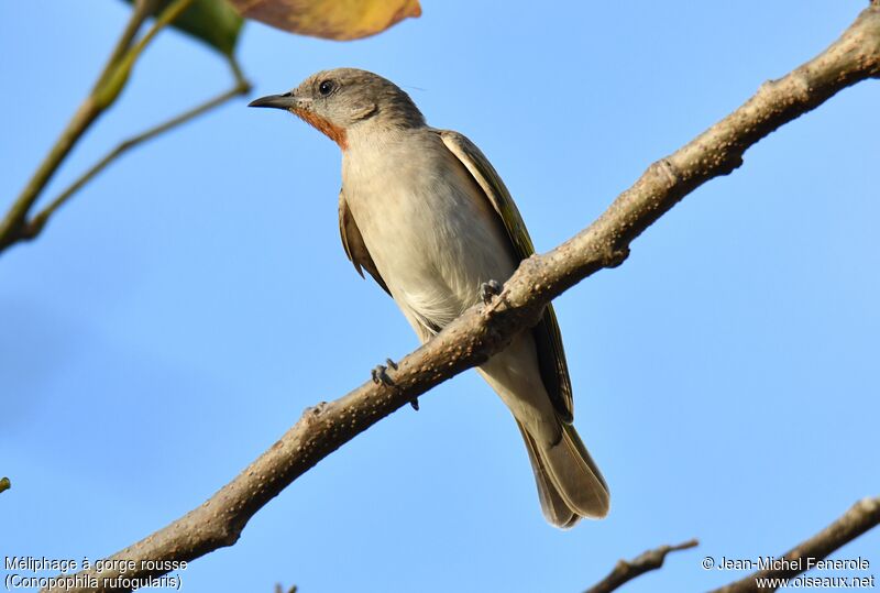 Rufous-throated Honeyeater