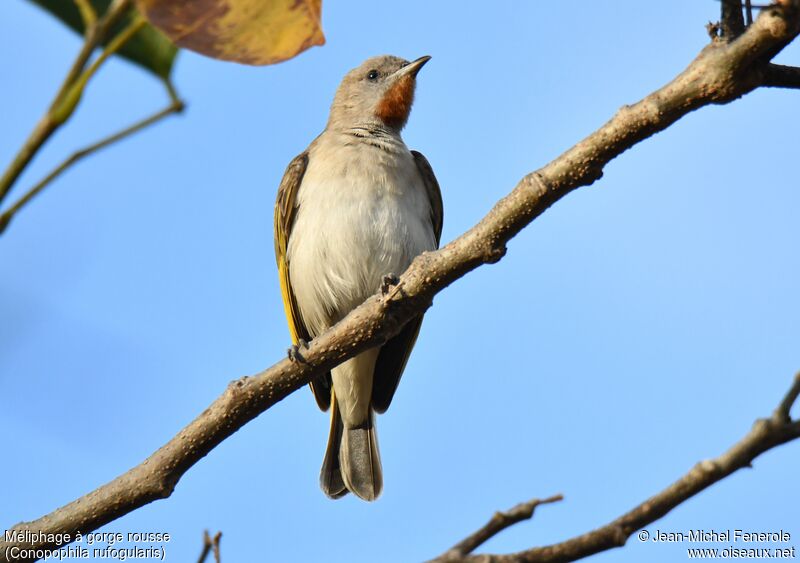 Rufous-throated Honeyeater