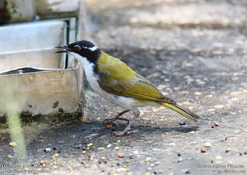 White-throated Honeyeater