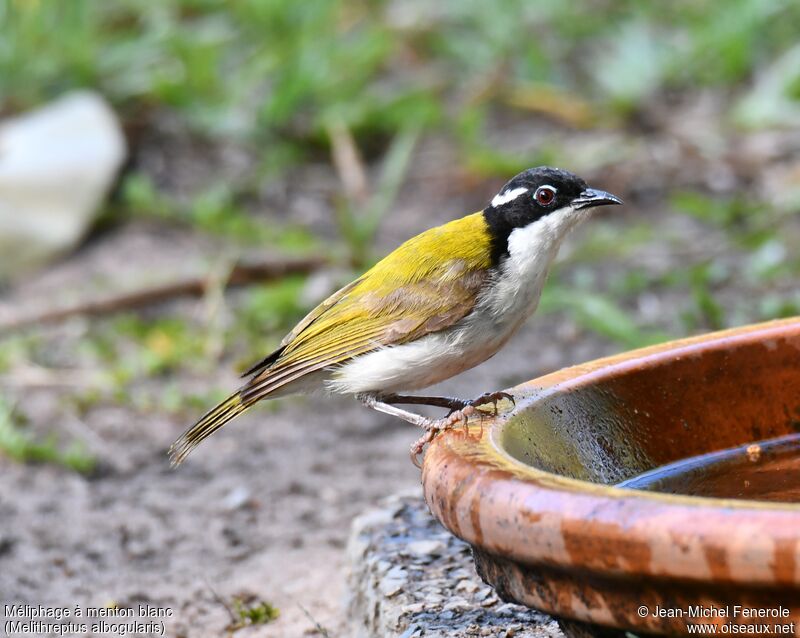 White-throated Honeyeater