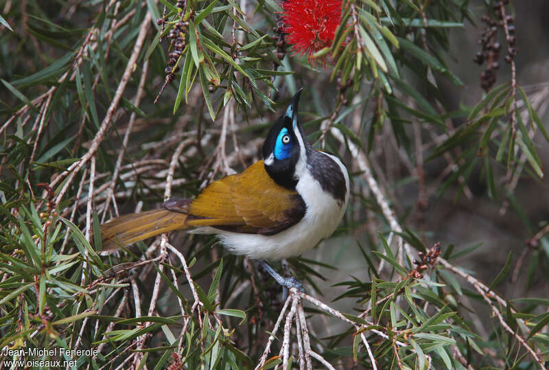 Blue-faced Honeyeater, feeding habits