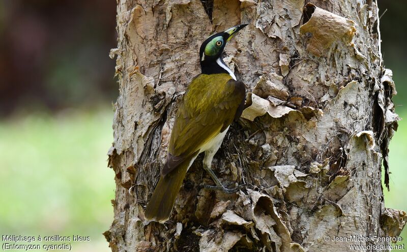 Blue-faced Honeyeater