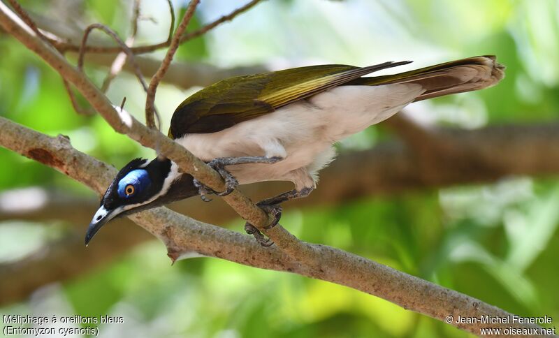 Blue-faced Honeyeater