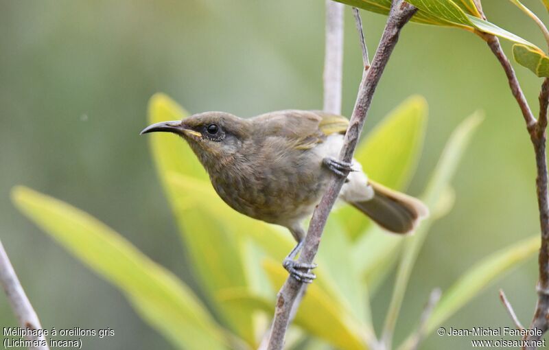 Grey-eared Honeyeater