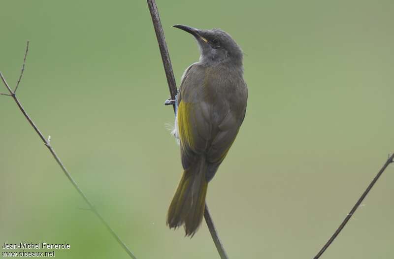 Grey-eared Honeyeater