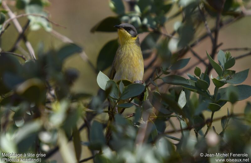 Grey-headed Honeyeater