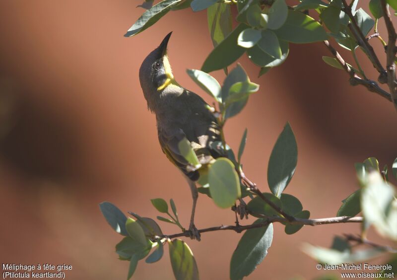 Grey-headed Honeyeater