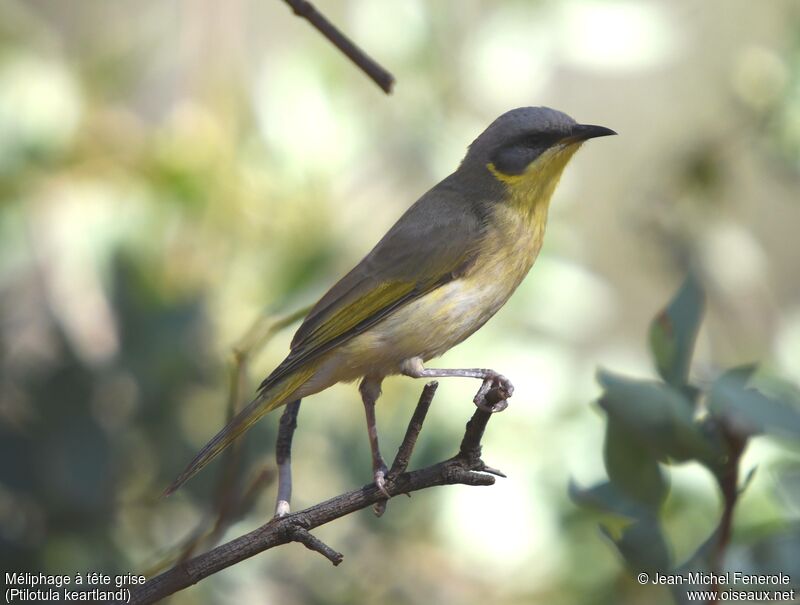 Grey-headed Honeyeater