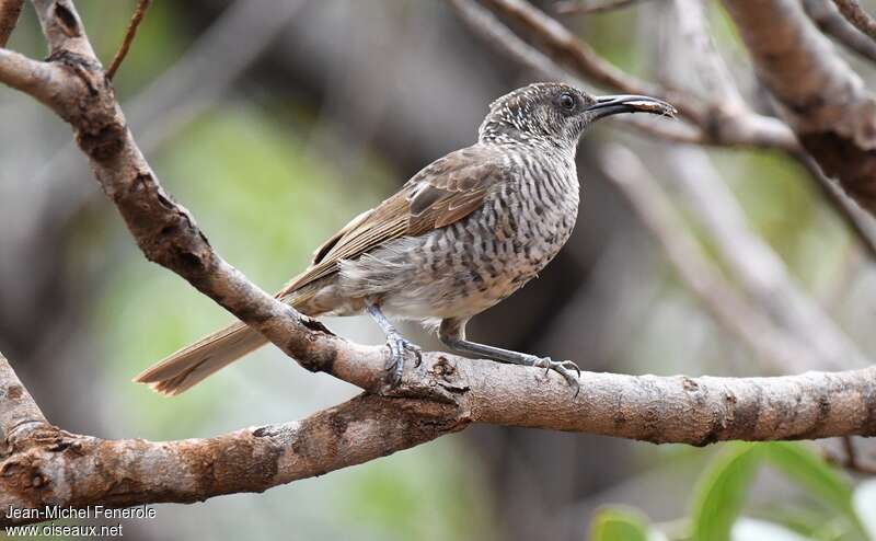 Barred Honeyeateradult, feeding habits