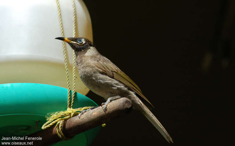 Bridled Honeyeateradult, identification