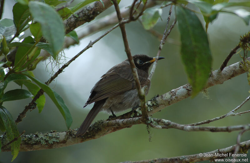 Bridled Honeyeater