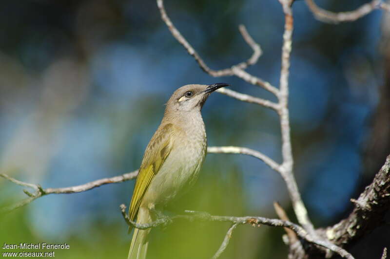 Brown Honeyeater male adult, identification