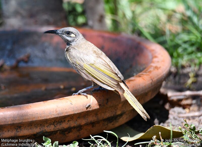 Brown Honeyeater