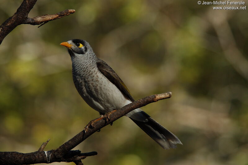 Noisy Miner