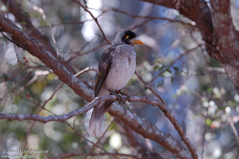 Noisy Miner