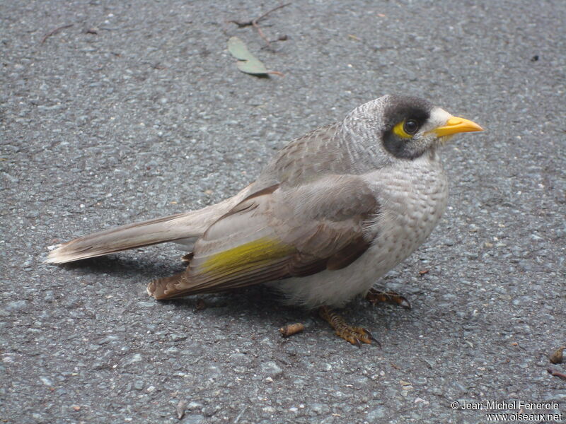 Noisy Miner