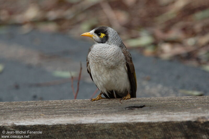 Noisy Miner